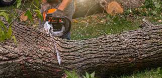 Trusted Richlands, VA Tree Services Experts